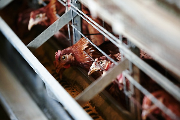 포토 JPG 동물 여러마리 실내 사람없음 닭 축사 양계장 축산자조금연합 신선에너지우리축산 국내포토 건축물 캠페인 다수 조류 내부 축산업 동맹 파일형식