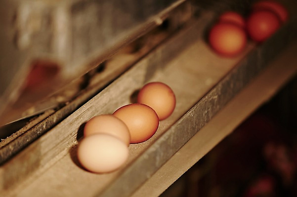 포토 JPG 실내 사람없음 아웃포커스 계란 양계장 축산자조금연합 신선에너지우리축산 국내포토 캠페인 촬영기법 내부 알 동맹 파일형식