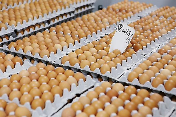 포토 JPG 종이 포장 사람없음 쌓기 계란 여러개 계란판 축산자조금연합 신선에너지우리축산 국내포토 캠페인 다수 모션 알 동맹 파일형식