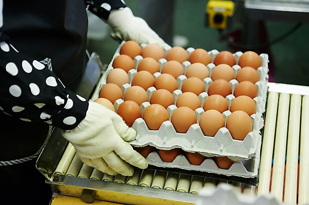 포토 JPG 손 공장 실내 한명 사람 상반신 성인 옆모습 신체부위 계란 앞치마 계란판 목장갑 선별작업 축산자조금연합 신선에너지우리축산 국내포토 1 캠페인 뷰포인트 장갑 공업 내부 알 동맹 파일형식