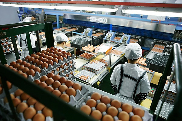 포토 JPG 공장 실내 사람 여러명 상반신 성인 뒷모습 계란 계란판 선별작업 위생복 축산자조금연합 신선에너지우리축산 국내포토 캠페인 뷰포인트 다수 공업 내부 알 동맹 파일형식