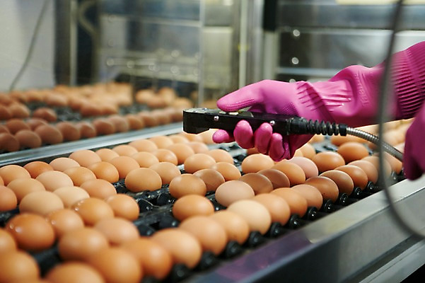 포토 JPG 손 공장 실내 한명 들기 사람 성인 신체부위 계란 기계 고무장갑 선별작업 축산자조금연합 신선에너지우리축산 국내포토 1 캠페인 장갑 공업 모션 내부 알 고무 동맹 파일형식