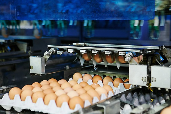 포토 JPG 공장 실내 사람없음 계란 기계 계란판 선별작업 축산자조금연합 신선에너지우리축산 국내포토 캠페인 공업 내부 알 동맹 파일형식