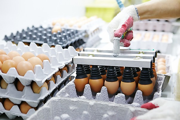 포토 JPG 손 포장 공장 실내 한명 들기 사람 성인 신체부위 계란 기계 계란판 목장갑 축산자조금연합 신선에너지우리축산 국내포토 1 캠페인 장갑 공업 모션 내부 알 동맹 파일형식