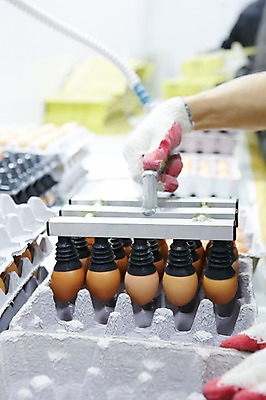 포토 JPG 손 포장 공장 실내 한명 들기 사람 성인 신체부위 계란 기계 계란판 목장갑 축산자조금연합 신선에너지우리축산 국내포토 1 캠페인 장갑 공업 모션 내부 알 동맹 파일형식