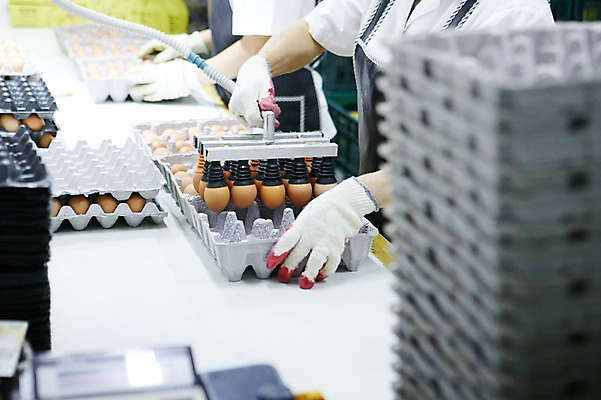 포토 JPG 손 포장 공장 실내 들기 사람 상반신 성인 두명 신체부위 계란 기계 계란판 목장갑 축산자조금연합 신선에너지우리축산 국내포토 캠페인 장갑 공업 모션 내부 알 동맹 파일형식