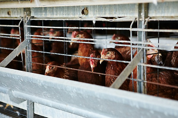 포토 JPG 동물 여러마리 실내 사람없음 닭 축사 양계장 축산자조금연합 신선에너지우리축산 국내포토 건축물 캠페인 다수 조류 내부 축산업 동맹 파일형식