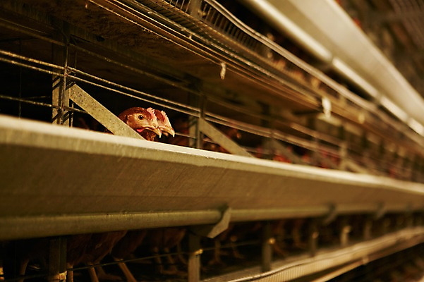 포토 JPG 동물 두마리 실내 사람없음 아웃포커스 닭 축사 양계장 축산자조금연합 신선에너지우리축산 국내포토 건축물 캠페인 2 조류 촬영기법 내부 축산업 동맹 파일형식