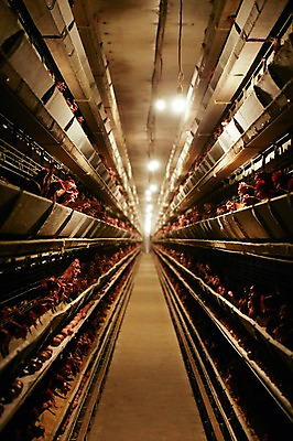 포토 JPG 동물 여러마리 조명 실내 사람없음 원근감 닭 축사 양계장 축산자조금연합 신선에너지우리축산 국내포토 건축물 캠페인 뷰포인트 다수 조류 내부 축산업 동맹 파일형식