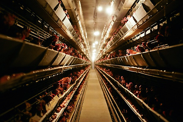 포토 JPG 동물 여러마리 조명 실내 사람없음 원근감 닭 축사 양계장 축산자조금연합 신선에너지우리축산 국내포토 건축물 캠페인 뷰포인트 다수 조류 내부 축산업 동맹 파일형식