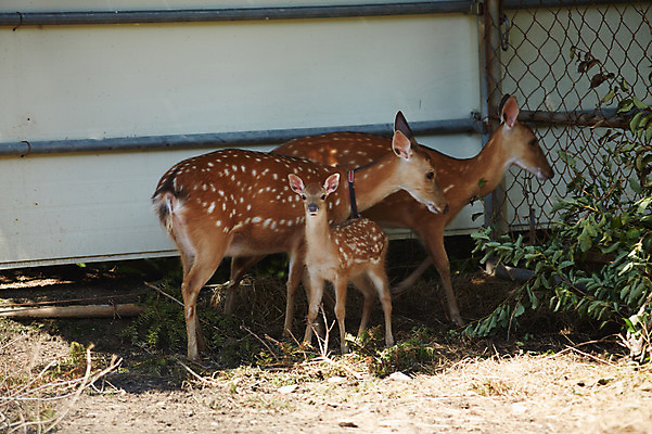 포토 JPG 주간 동물 새끼 사슴 세마리 사람없음 야외 어미 축사 꽃사슴 축산자조금연합 신선에너지우리축산 국내포토 자연요소 건축물 캠페인 포유류 3 축산업 동맹 파일형식