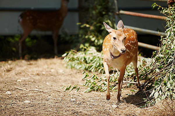 포토 JPG 주간 동물 두마리 사슴 사람없음 야외 축사 꽃사슴 축산자조금연합 신선에너지우리축산 국내포토 자연요소 건축물 캠페인 2 포유류 축산업 동맹 파일형식