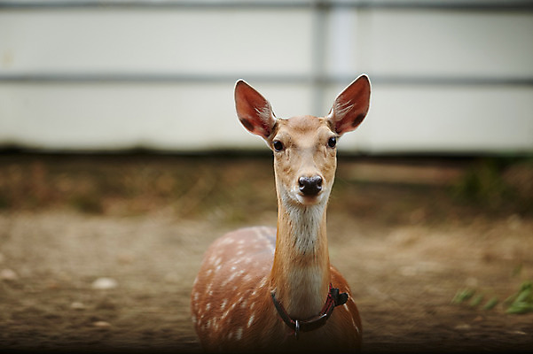 포토 JPG 주간 동물 한마리 사슴 사람없음 야외 아웃포커스 축사 꽃사슴 축산자조금연합 신선에너지우리축산 국내포토 자연요소 1 건축물 캠페인 포유류 촬영기법 축산업 동맹 파일형식