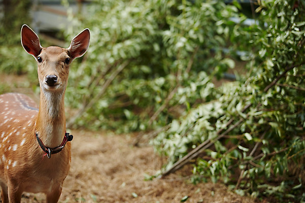 포토 JPG 주간 동물 한마리 사슴 사람없음 야외 아웃포커스 축사 꽃사슴 축산자조금연합 신선에너지우리축산 국내포토 자연요소 1 건축물 캠페인 포유류 촬영기법 축산업 동맹 파일형식