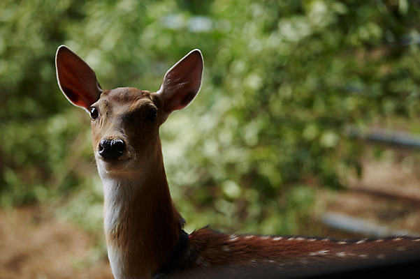 포토 JPG 주간 동물 한마리 사슴 사람없음 야외 아웃포커스 축사 꽃사슴 축산자조금연합 신선에너지우리축산 국내포토 자연요소 1 건축물 캠페인 포유류 촬영기법 축산업 동맹 파일형식
