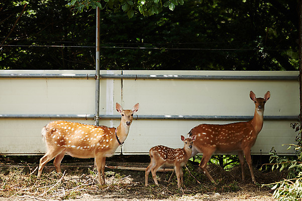 포토 JPG 주간 동물 새끼 사슴 세마리 사람없음 야외 어미 축사 꽃사슴 축산자조금연합 신선에너지우리축산 국내포토 자연요소 건축물 캠페인 포유류 3 축산업 동맹 파일형식