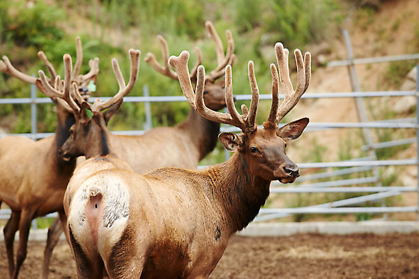 포토 JPG 주간 동물 여러마리 사슴 사람없음 야외 목장 축사 축산자조금연합 신선에너지우리축산 국내포토 자연요소 건축물 캠페인 다수 포유류 축산업 동맹 파일형식