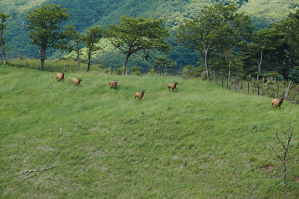 포토 JPG 주간 나무 동물 여러마리 사슴 잔디 초원 사람없음 야외 축산자조금연합 신선에너지우리축산 국내포토 자연요소 식물 캠페인 다수 포유류 동맹 파일형식