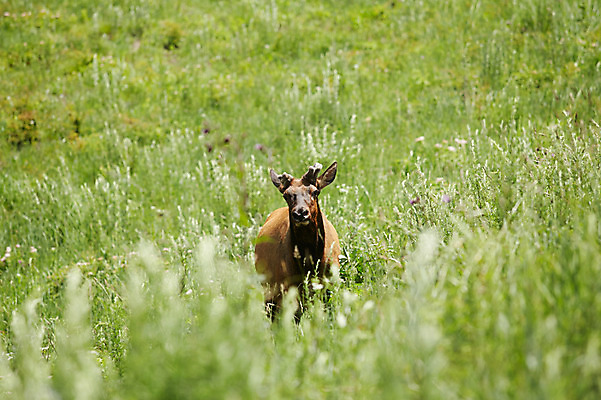 포토 JPG 주간 동물 한마리 사슴 초원 사람없음 야외 풀 축산자조금연합 신선에너지우리축산 국내포토 자연요소 식물 1 캠페인 포유류 동맹 파일형식