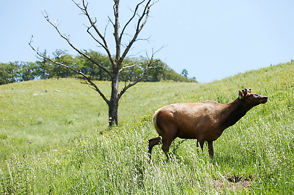 포토 JPG 주간 나무 동물 한마리 사슴 한그루 초원 사람없음 야외 풀 앙상함 축산자조금연합 신선에너지우리축산 국내포토 자연요소 식물 1 캠페인 포유류 동맹 파일형식