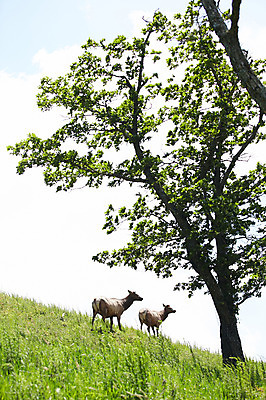포토 JPG 주간 나무 동물 두마리 하늘 사슴 한그루 잔디 초원 사람없음 야외 풀 축산자조금연합 신선에너지우리축산 국내포토 자연요소 식물 1 캠페인 2 포유류 동맹 파일형식