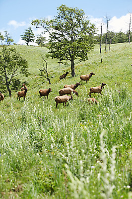 포토 JPG 주간 나무 동물 여러마리 사슴 초원 사람없음 야외 풀 축산자조금연합 신선에너지우리축산 국내포토 자연요소 식물 캠페인 다수 포유류 동맹 파일형식