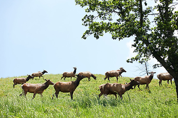 포토 JPG 주간 나무 동물 여러마리 하늘 사슴 잔디 초원 사람없음 야외 풀 축산자조금연합 신선에너지우리축산 국내포토 자연요소 식물 캠페인 다수 포유류 동맹 파일형식