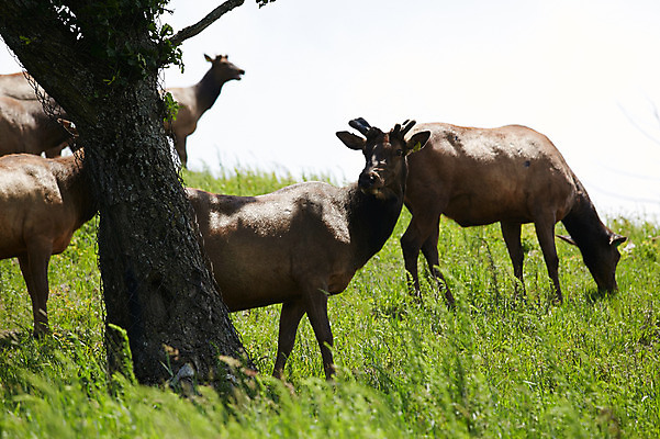 포토 JPG 주간 나무 동물 여러마리 사슴 한그루 잔디 초원 사람없음 야외 풀 축산자조금연합 신선에너지우리축산 국내포토 자연요소 식물 1 캠페인 다수 포유류 동맹 파일형식
