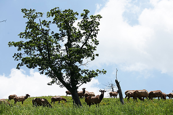 포토 JPG 주간 나무 동물 구름 여러마리 하늘 사슴 한그루 잔디 초원 사람없음 야외 풀 축산자조금연합 신선에너지우리축산 국내포토 자연요소 식물 1 캠페인 다수 포유류 동맹 파일형식