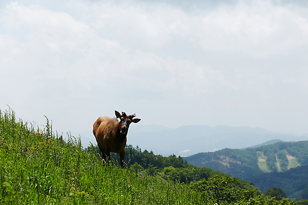 포토 JPG 주간 동물 한마리 하늘 사슴 잔디 초원 사람없음 야외 풀 축산자조금연합 신선에너지우리축산 국내포토 자연요소 식물 1 캠페인 포유류 동맹 파일형식