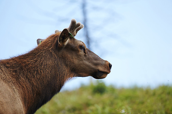 포토 JPG 주간 동물 한마리 사슴 초원 사람없음 야외 아웃포커스 축산자조금연합 신선에너지우리축산 국내포토 자연요소 1 캠페인 포유류 촬영기법 동맹 파일형식