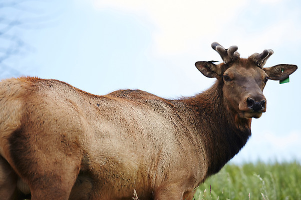 포토 JPG 주간 동물 한마리 사슴 초원 사람없음 야외 축산자조금연합 신선에너지우리축산 국내포토 자연요소 1 캠페인 포유류 동맹 파일형식
