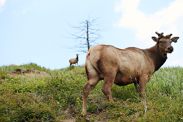 포토 JPG 주간 나무 동물 두마리 하늘 사슴 잔디 초원 사람없음 야외 축산자조금연합 신선에너지우리축산 국내포토 자연요소 식물 캠페인 2 포유류 동맹 파일형식