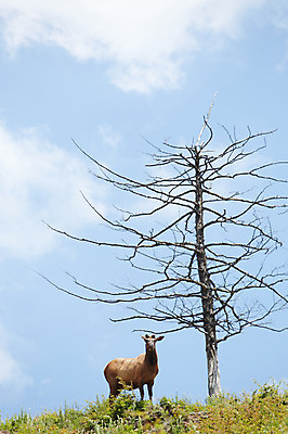 포토 JPG 주간 나무 동물 한마리 하늘 사슴 한그루 초원 사람없음 야외 앙상함 축산자조금연합 신선에너지우리축산 국내포토 자연요소 식물 1 캠페인 포유류 동맹 파일형식
