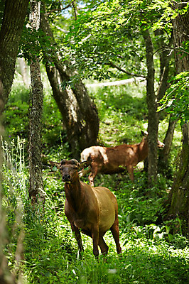 포토 JPG 주간 나무 동물 두마리 사슴 잔디 초원 사람없음 야외 숲 축산자조금연합 신선에너지우리축산 국내포토 자연요소 식물 캠페인 2 포유류 동맹 파일형식