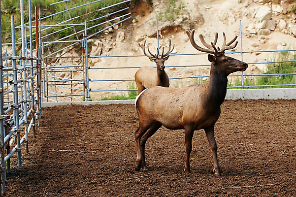 포토 JPG 주간 동물 두마리 사슴 사람없음 야외 목장 축사 축산자조금연합 신선에너지우리축산 국내포토 자연요소 건축물 캠페인 2 포유류 축산업 동맹 파일형식