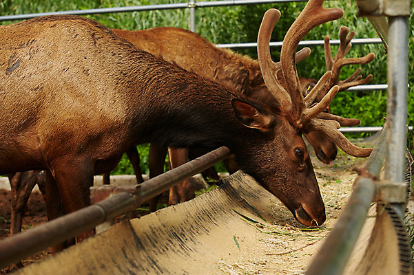 포토 JPG 주간 동물 두마리 사슴 사람없음 야외 목장 먹이 먹기 축사 먹이통 축산자조금연합 신선에너지우리축산 국내포토 자연요소 건축물 캠페인 2 포유류 모션 축산업 동맹 파일형식