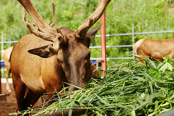 포토 JPG 주간 동물 두마리 사슴 사람없음 야외 목장 먹이 먹기 축사 축산자조금연합 신선에너지우리축산 국내포토 자연요소 건축물 캠페인 2 포유류 모션 축산업 동맹 파일형식