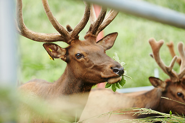 포토 JPG 주간 동물 두마리 사슴 사람없음 야외 목장 먹이 먹기 축사 축산자조금연합 신선에너지우리축산 국내포토 자연요소 건축물 캠페인 2 포유류 모션 축산업 동맹 파일형식