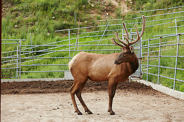 포토 JPG 주간 동물 한마리 사슴 사람없음 야외 목장 축사 축산자조금연합 신선에너지우리축산 국내포토 자연요소 1 건축물 캠페인 포유류 축산업 동맹 파일형식
