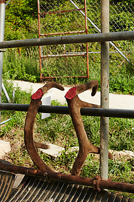 포토 JPG 주간 뿔 사람없음 야외 한약재 사슴뿔 녹용 축산자조금연합 신선에너지우리축산 국내포토 자연요소 캠페인 약재 동맹 파일형식