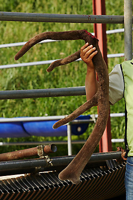 포토 JPG 주간 남자 뿔 한명 들기 상반신 성인 야외 한약재 사슴뿔 녹용 축산자조금연합 신선에너지우리축산 국내포토 자연요소 1 캠페인 모션 사람 약재 동맹 파일형식