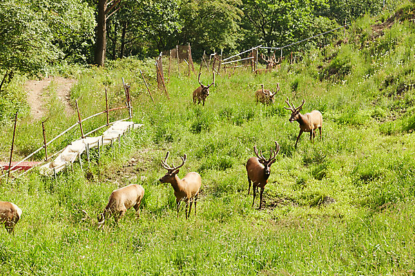 포토 JPG 주간 동물 여러마리 사슴 잔디 초원 사람없음 야외 축산자조금연합 신선에너지우리축산 국내포토 자연요소 식물 캠페인 다수 포유류 동맹 파일형식