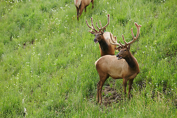 포토 JPG 주간 동물 사슴 세마리 잔디 초원 사람없음 야외 풀 축산자조금연합 신선에너지우리축산 국내포토 자연요소 식물 캠페인 포유류 3 동맹 파일형식