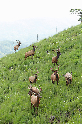 포토 JPG 주간 동물 여러마리 사슴 잔디 초원 사람없음 야외 풀 축산자조금연합 신선에너지우리축산 국내포토 자연요소 식물 캠페인 다수 포유류 동맹 파일형식