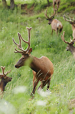 포토 JPG 주간 동물 여러마리 사슴 초원 사람없음 야외 풀 축산자조금연합 신선에너지우리축산 국내포토 자연요소 식물 캠페인 다수 포유류 동맹 파일형식