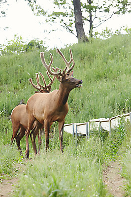 포토 JPG 주간 동물 두마리 사슴 잔디 초원 사람없음 야외 풀 축산자조금연합 신선에너지우리축산 국내포토 자연요소 식물 캠페인 2 포유류 동맹 파일형식