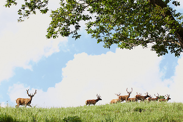포토 JPG 주간 나무 동물 구름 여러마리 하늘 사슴 잔디 초원 사람없음 야외 축산자조금연합 신선에너지우리축산 국내포토 자연요소 식물 캠페인 다수 포유류 동맹 파일형식
