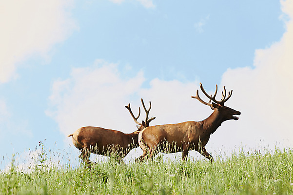 포토 JPG 주간 동물 구름 두마리 하늘 사슴 잔디 초원 사람없음 야외 풀 축산자조금연합 신선에너지우리축산 국내포토 자연요소 식물 캠페인 2 포유류 동맹 파일형식