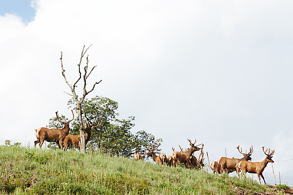 포토 JPG 주간 나무 동물 구름 여러마리 하늘 사슴 잔디 초원 사람없음 야외 앙상함 축산자조금연합 신선에너지우리축산 국내포토 자연요소 식물 캠페인 다수 포유류 동맹 파일형식